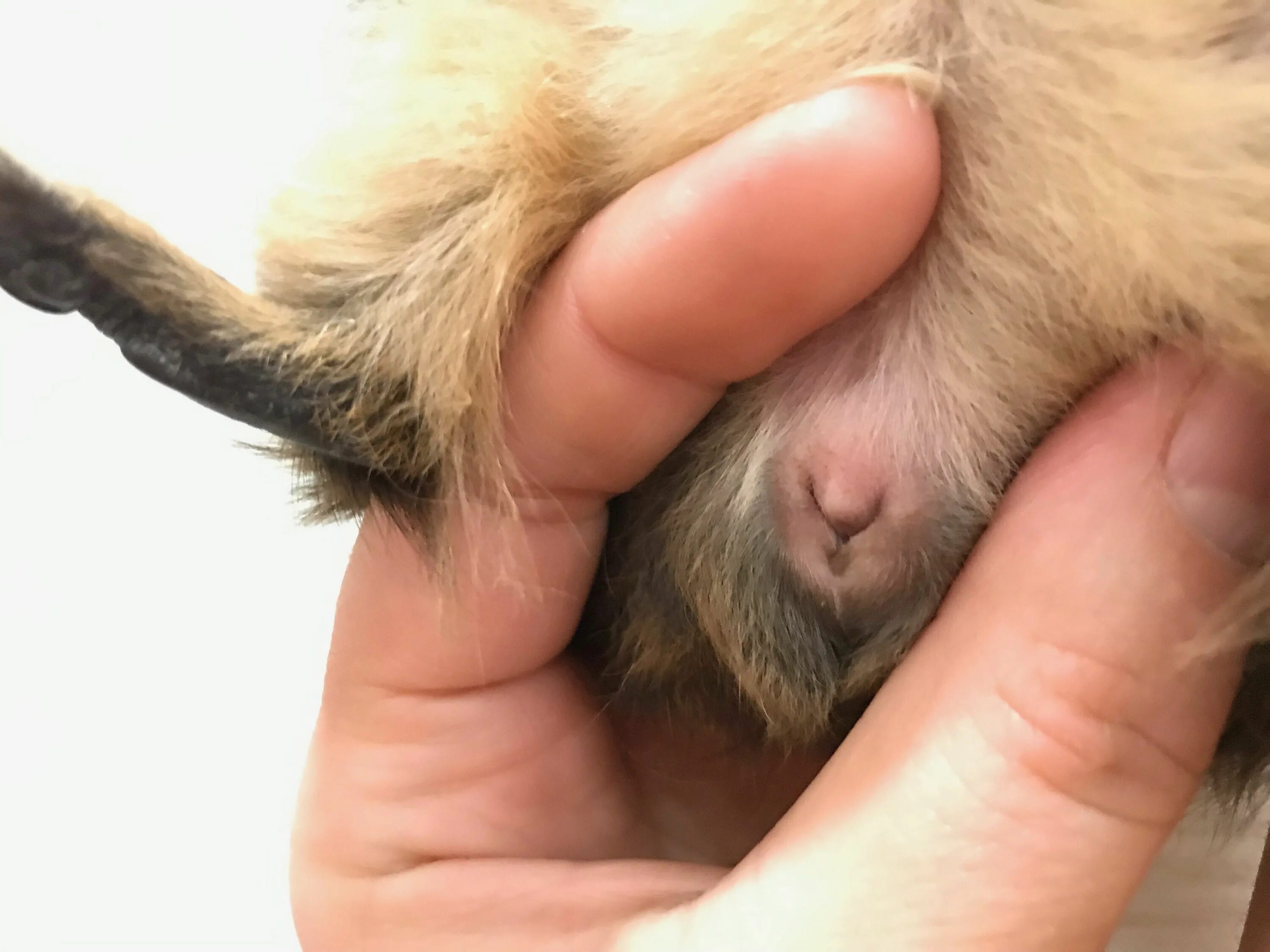 Как отличить пол морской свинки. Гениталии морской свинки самца. Мужской пол морской свинки. Как определить пол свинки. Как определить пол свинки.