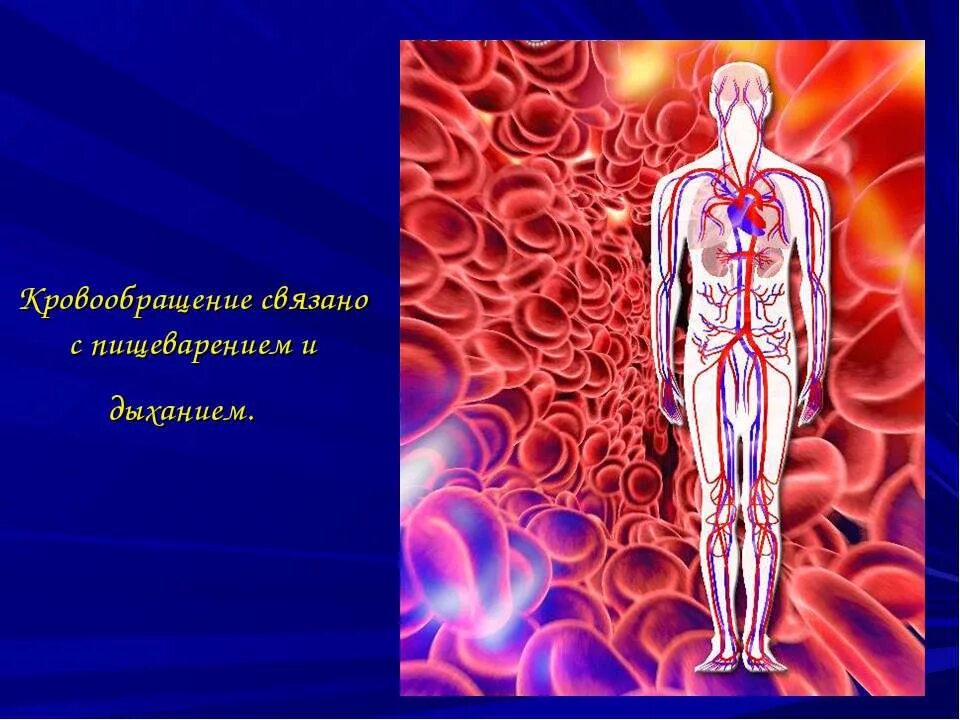 дыхание и кровообращение. органы дыхания и кровообращения 3 класс. дыхательная система и кровеносная система 3 класс окружающий мир. дыхание и кровообращение рабочий лист 3 класс. карточка органы дыхания.