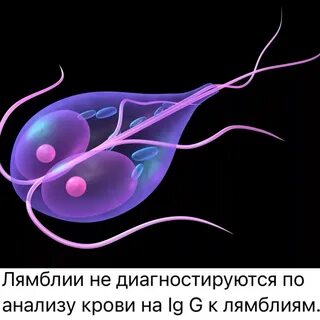 Лямблии lg