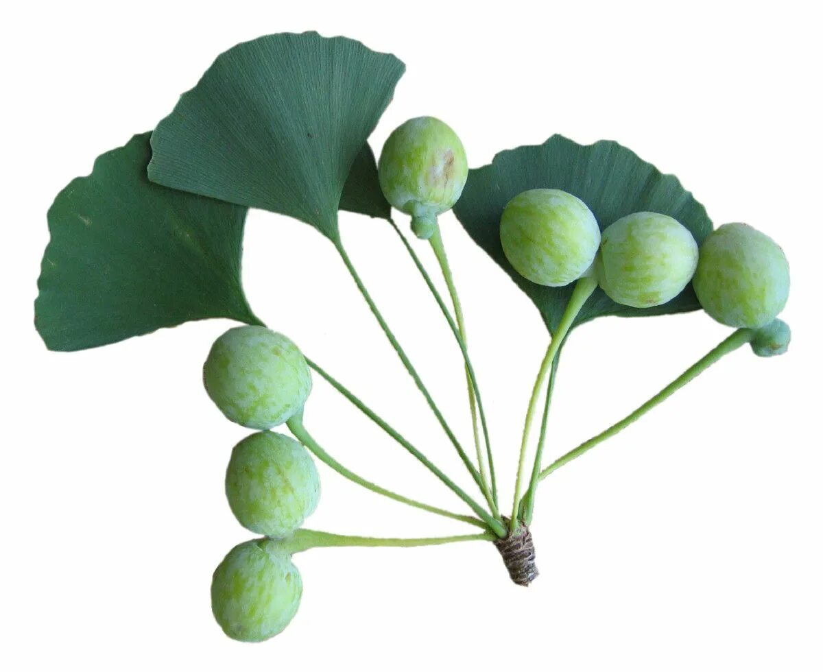 Гинкго билоба (Ginkgo Biloba). Гинкго двулопастный плоды. Гинкго двулопастный семя. Гинкго билоба Фармакогнозия.