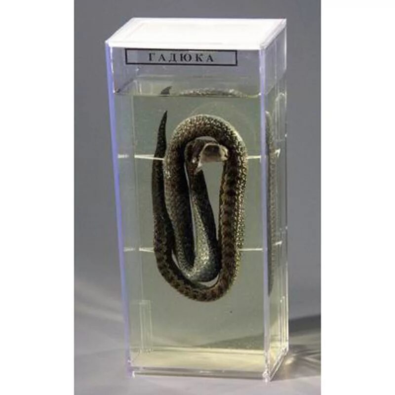 мокрый препарат. мокрый препарат. препараты для кабинета биологии. мокрый препарат. мокрый препарат.