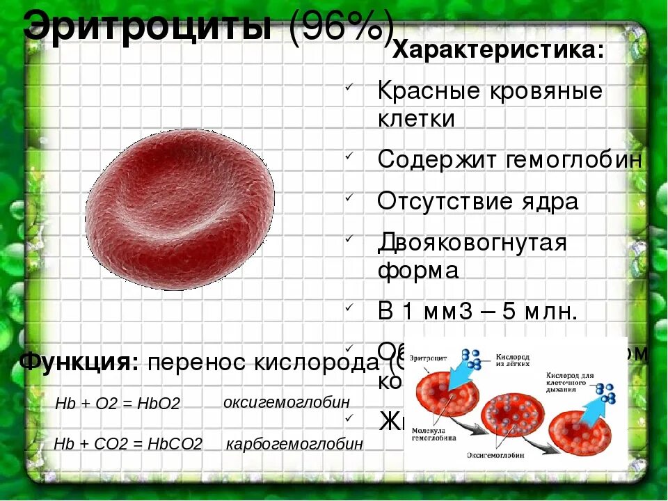 3 признака эритроцитов. Характеристика эритроцитов кратко. Эритроциты строение и функции. Эритроциты в крови строение и функции. Эритроциты строение клетки.