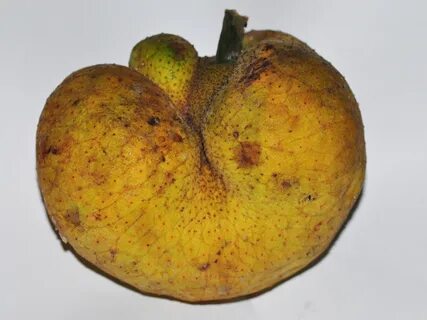 Monkey fruits