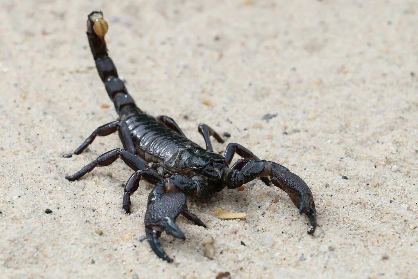 Итальянский Скорпион Euscorpius italicus. Гвинейский Императорский Скорпион. Арахнид Скорпион. Аризонский древесный Скорпион.