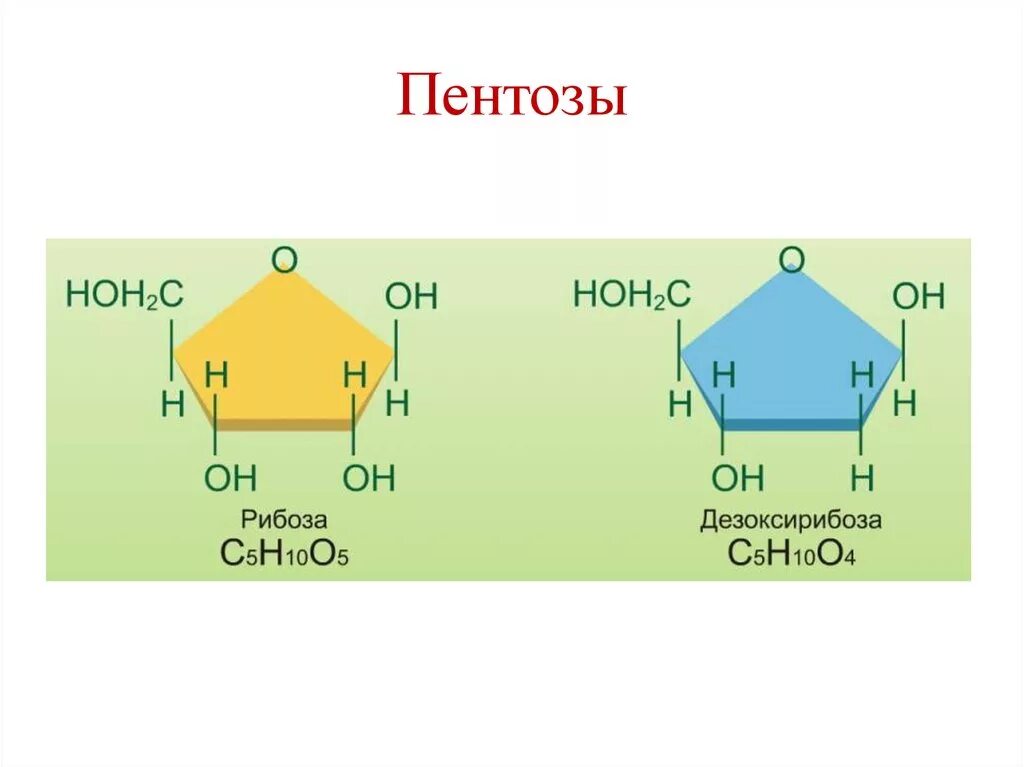 Строение пентозы дезоксирибоза. Рибоза и дезоксирибоза. Пентоза химическая структура. Строение рибозы и дезоксирибозы. Название рибоза