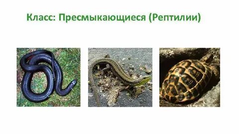 Рептилии примеры животных