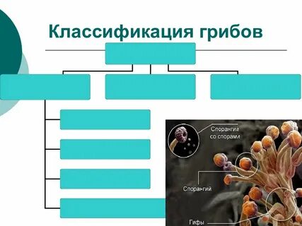 Способы питания царств