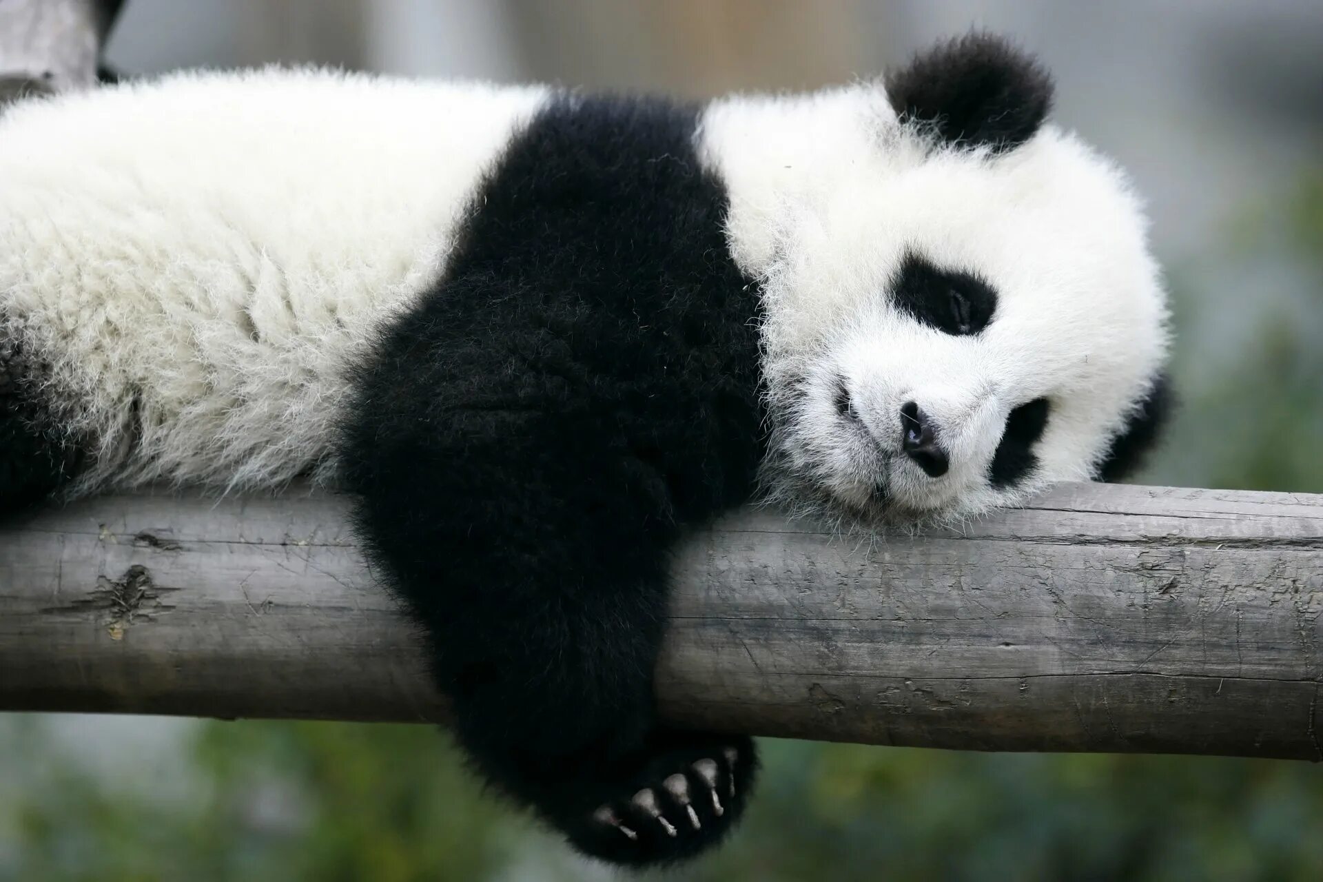 Pandas id