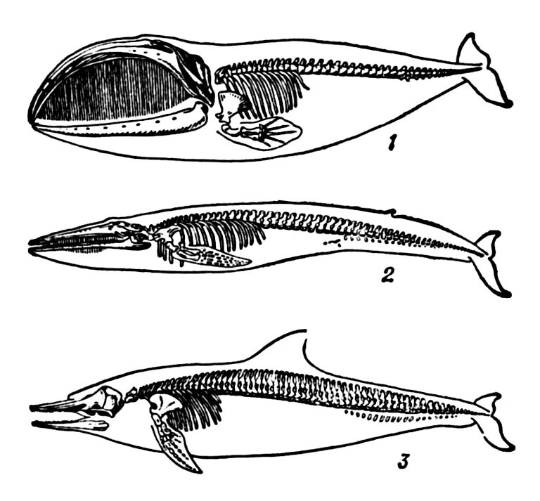 Ласты кита и роющие. Гренландский кит скелет. Строение конечностей китообразных. Китообразные схема. Скелет кита задние конечности.