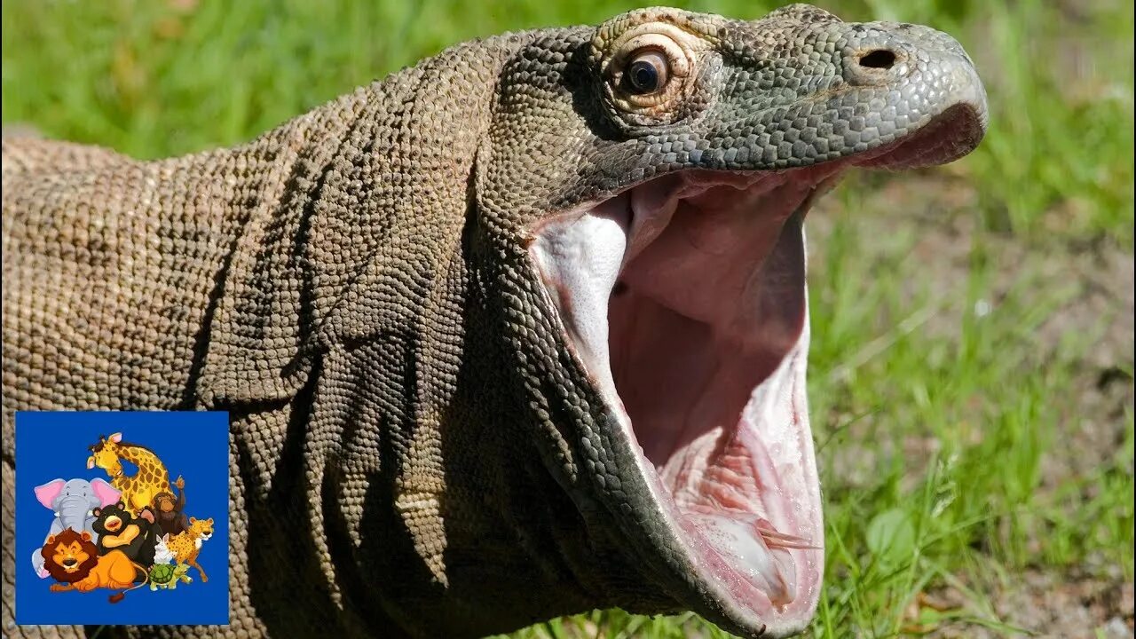 Big lizard