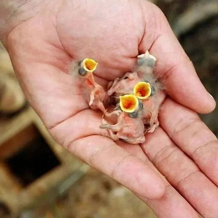 Мутация растений и животных. Растения в чернобыле. Мутации животных после фукусимы. Мутировавшие растения чернобыля. Чернобыль мутация расте.