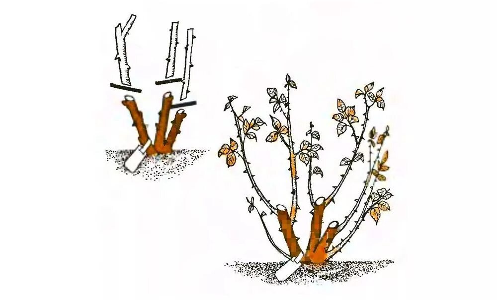 Обрезка плетистой розы после цветения. Обрезка чайно-гибридных роз весной. Обрезка плетистой розы весной. Обрезка плетистых роз весной.