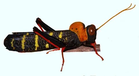 Short horned grasshopper