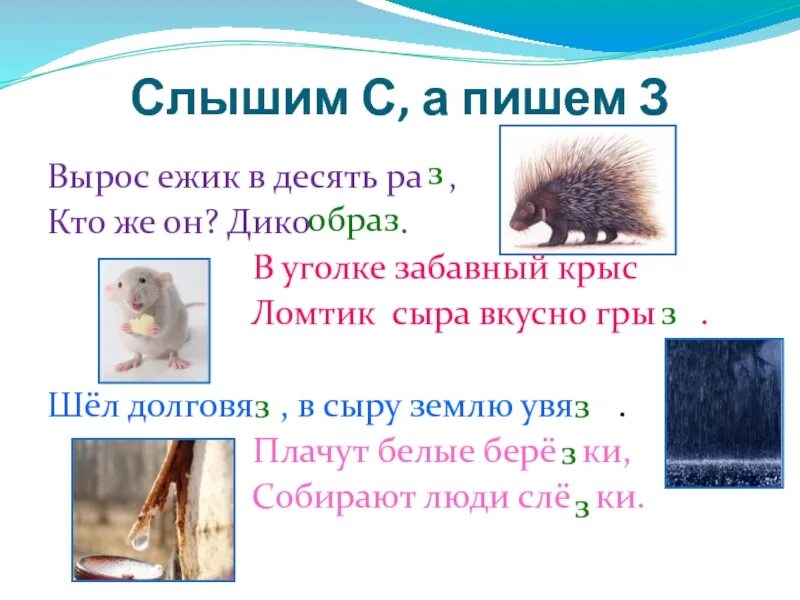 Слышится как пишется и почему. Слышится з пишется с слова. слышим с пишем з. слова слышится а и пишется а. слова где пишется з а слышится с.