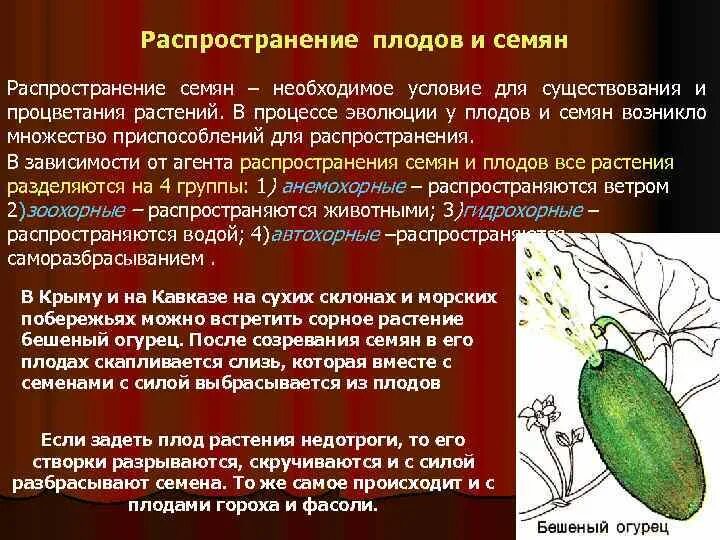 Способы распространения плодов 6 класс биология. Способ распространения плодов яблони. Распространение плодов 6 класс биология. Способы распространения семян 6 класс биология.