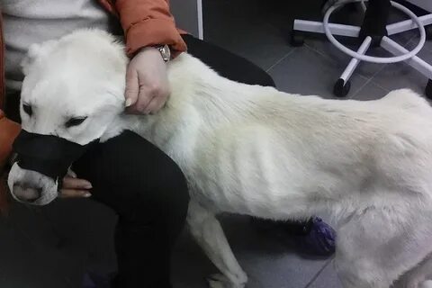 Собаки после инсульта