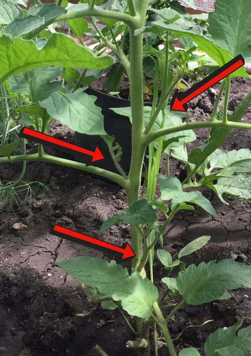Пасынки удаление. Пасынкование томатов. Пасынковать томаты. Пасынкование черри. Кусты томатов пасынкование.