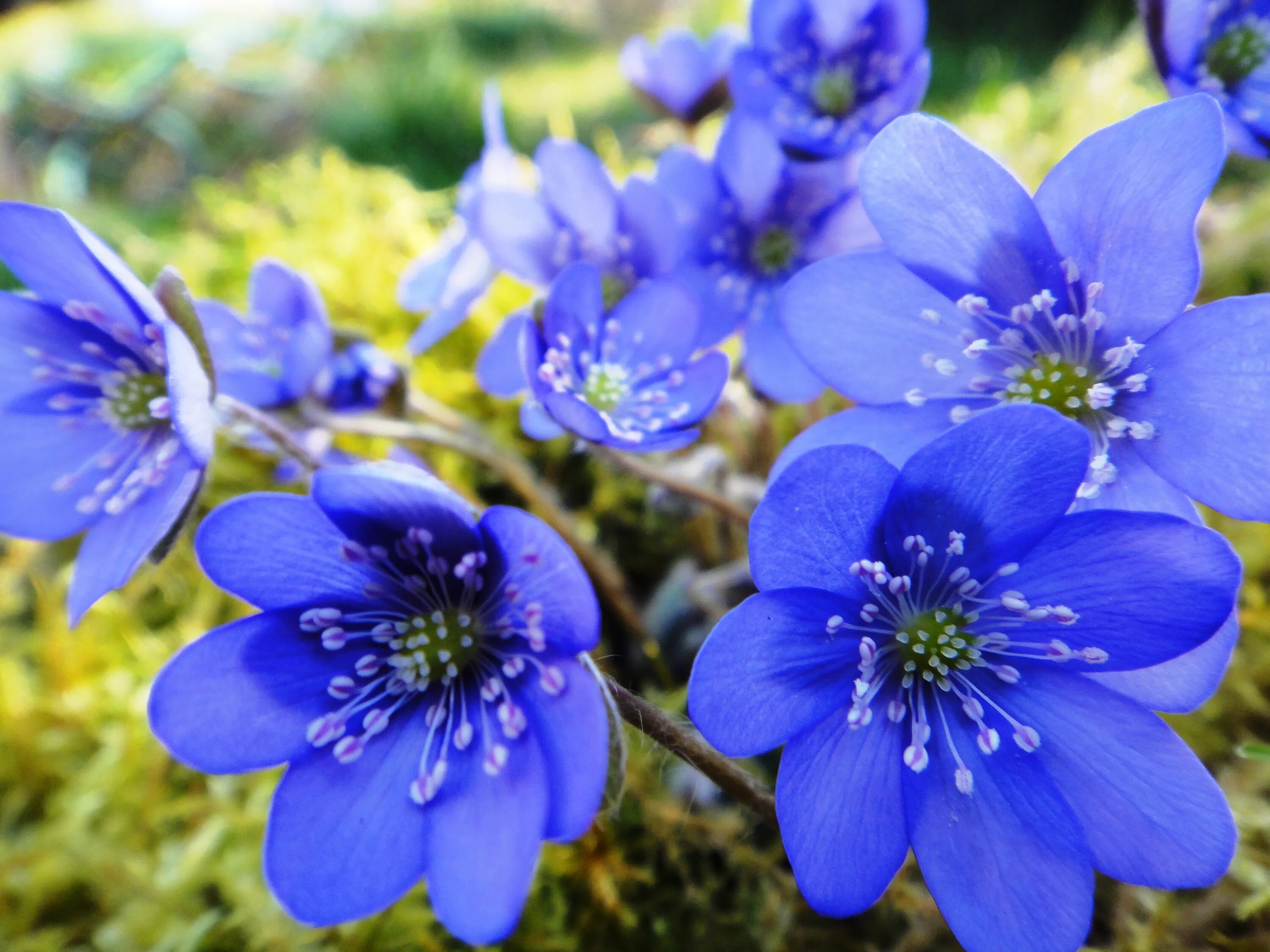 Цветок печеночница благородная. Печеночница Нобилис. Печеночница hepatica Nobilis. Печеночница благородная голубая. Перелеска печеночница.