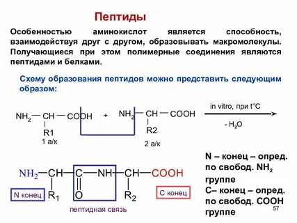 Пептид 2