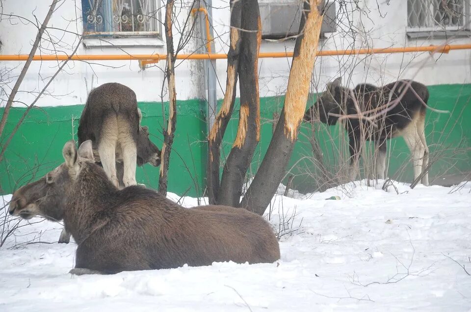 Лоси в Лосином острове. Парк Лосиный остров Метрогородок. Лосиная ферма Лосиный остров. Лоси на Лосином острове в Москве. 4 лося в москве