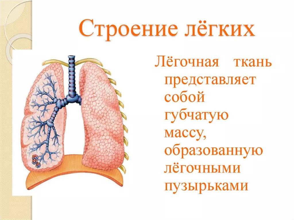 Легкие человека презентация. Строение легких 8 класс биология. Строение легочной ткани.