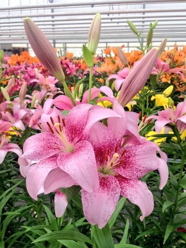 Лилия Пинк Браш (Lilium Pink Brush) - луковицы лилий купить в Москве, с доставко