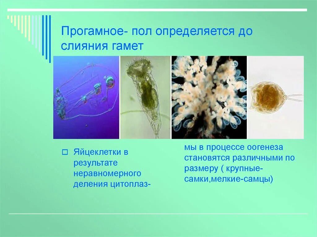 Прогамное определение пола. Прогамный Тип определения пола пример. Постгамное определение пода. Прогамный Эпигамный Сингамный.