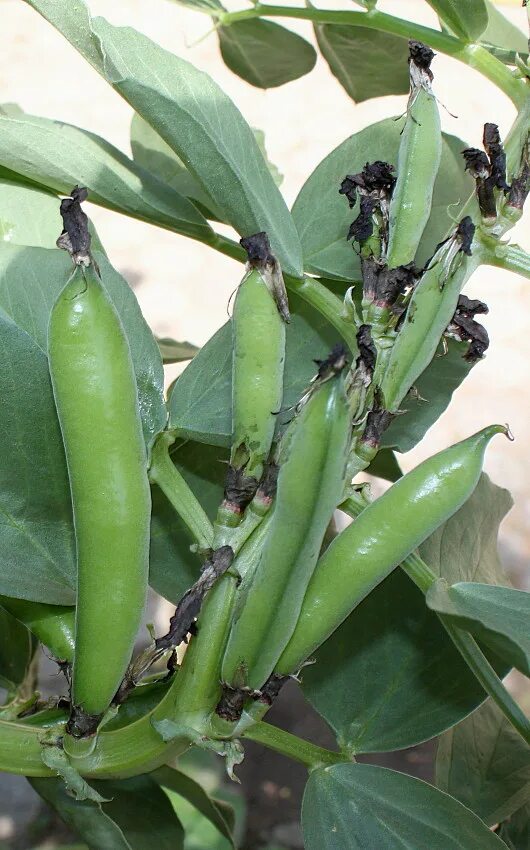 BROAD BEAN Ratio Bean seeds, Organic seeds, Bean varieties