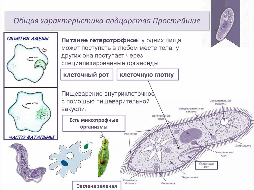 Клетка простейших состоит. Характеристика подцарства protozoa (простейшие). Царство Protista Подцарство простейших protozoa. Типы питания простейших. Подцарство одноклеточные простейшие.