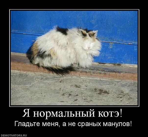 Нигде ответил кот нормальных не бывает
