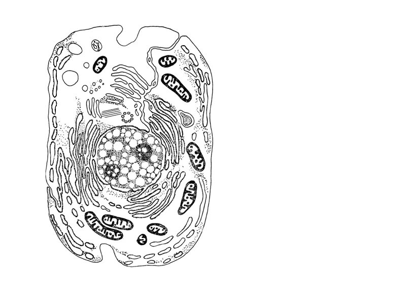 Рассмотрите изображение клетки и выполните задания. Растительная клетка эукариотическая клетка черно белая. Строение эукариотической клетки чб. Строение эукариотической клетки без подписей. Строение эукариотической клетки черно-белые.