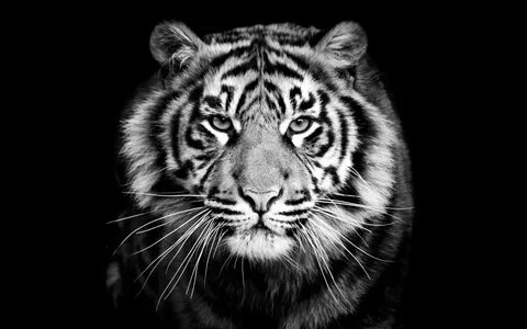 Tiger wallpaper black