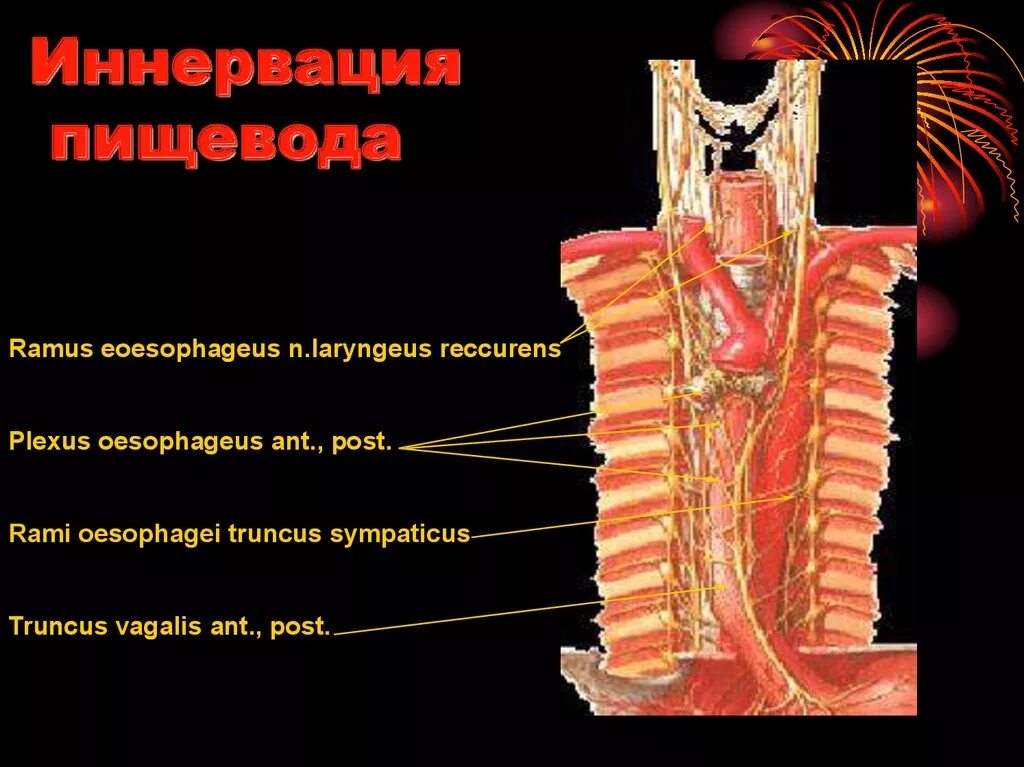 Нерв пищевода. Иннервация пищевода. Иннервация пищевода схема. Иннервация шейного отдела пищевода. Кровоснабжение и иннервация пищевода.