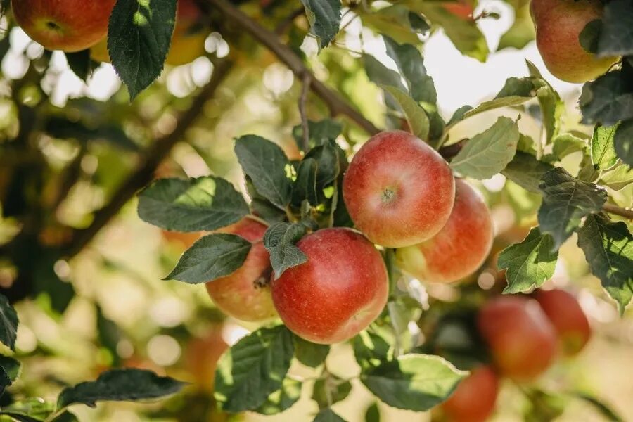 ✅ Belfleur Bashkir apple tree: description and characteristics of the variety, c