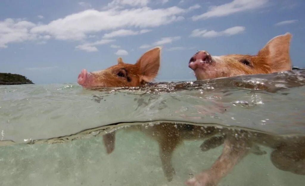 Глюкоза шики швайне. Клип со свиньями. Как забивают свиней на ферме. Свиноматка с поросятами. Свинья на море.