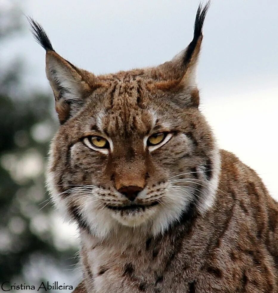 Рысь в тайге. Пятнистая Рысь. Евразийская Рысь. Boreal Lynx.