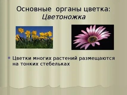 Основные органы цветов
