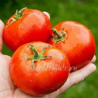 Томат кумир характеристика и отзывы сорт