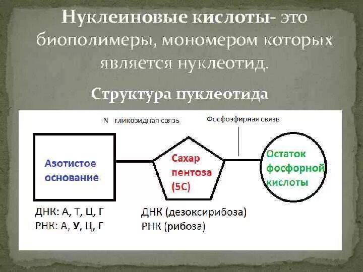 Элементы состава нуклеиновых кислот. Структура нуклеиновых кислот формула. Состав нуклеиновых кислот формула. Строение мономера РНК. Структура мономеров нуклеиновых кислот.