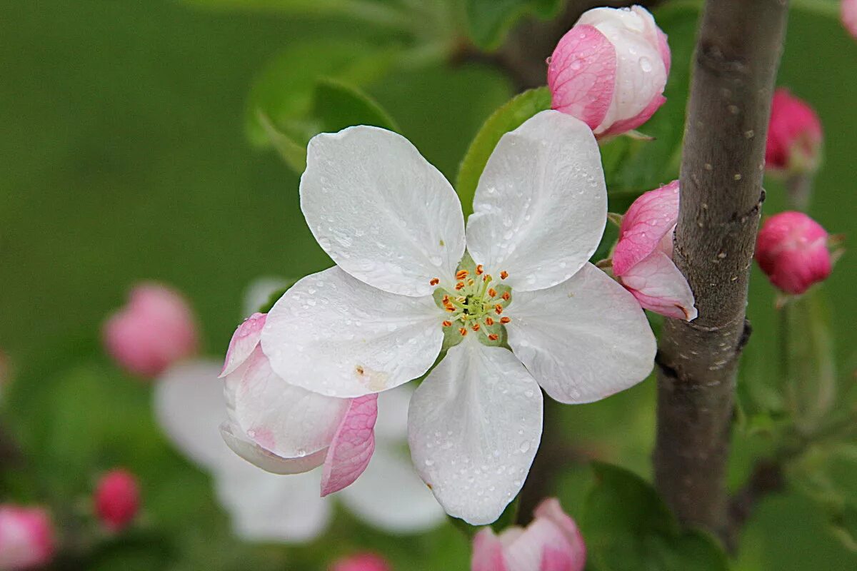 Яблоневый цвет юность. Подсемейство яблоневые (Maloideae). Бальзамин Яблоневый цвет. Дримс Яблоневый цвет. Цветы у яблоньки.