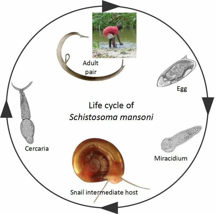 Schistosoma haematobium жизненный цикл. Шистосома гематобиум жизненный цикл. Жизненный цикл шистосомы кровяной. Shistosoma mansoni жизненный цикл.