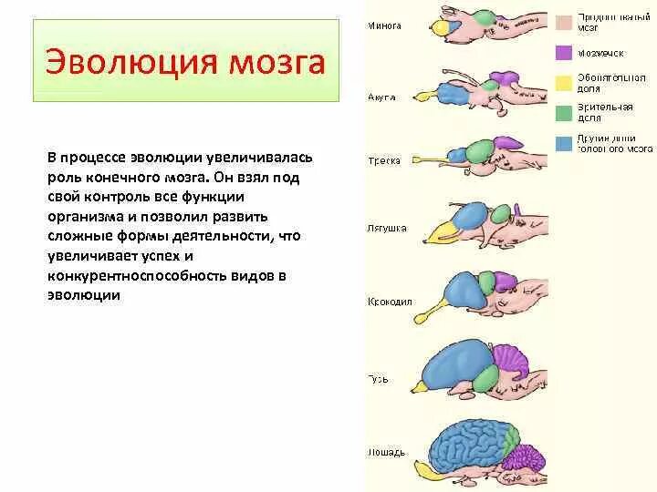 Строение головного мозга Эволюция. Этапы эволюционного развития мозга. Эволюция головного мозга таблица. Эволюция человеческого мозга кратко.