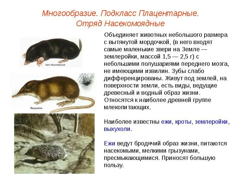 Представители высших животных