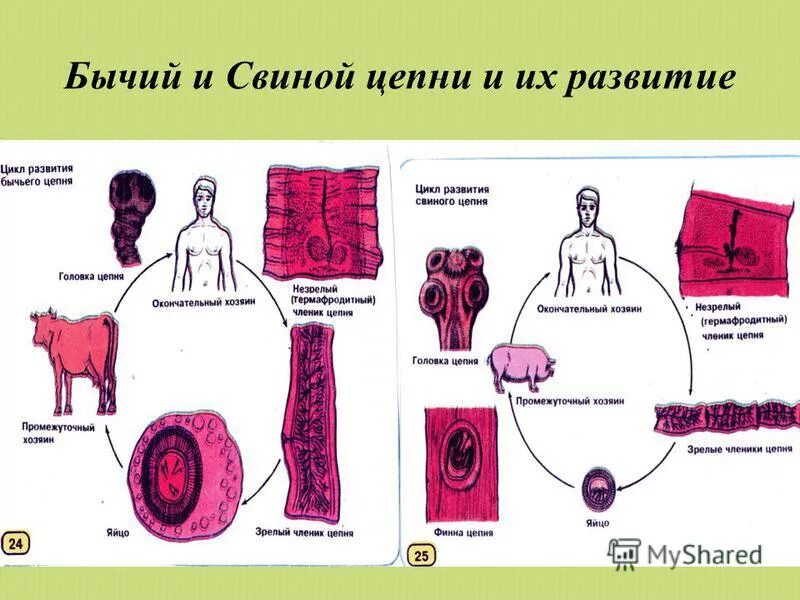 Бычий цепень замкнутая кровеносная система. Гельминтология бычий цепень. Церкарии свиного цепня. Бычий и свиной цепень строение. Бычий цепень и свиной цепень строение.