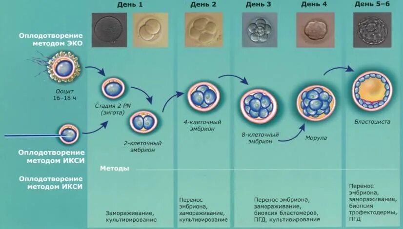 Сколько эмбрионов форум. Деление яйцеклетки после оплодотворения. Этапы развития эмбриона при эко после переноса. Стадия развития эмбриона после криопереноса. Фазы оплодотворения схема.