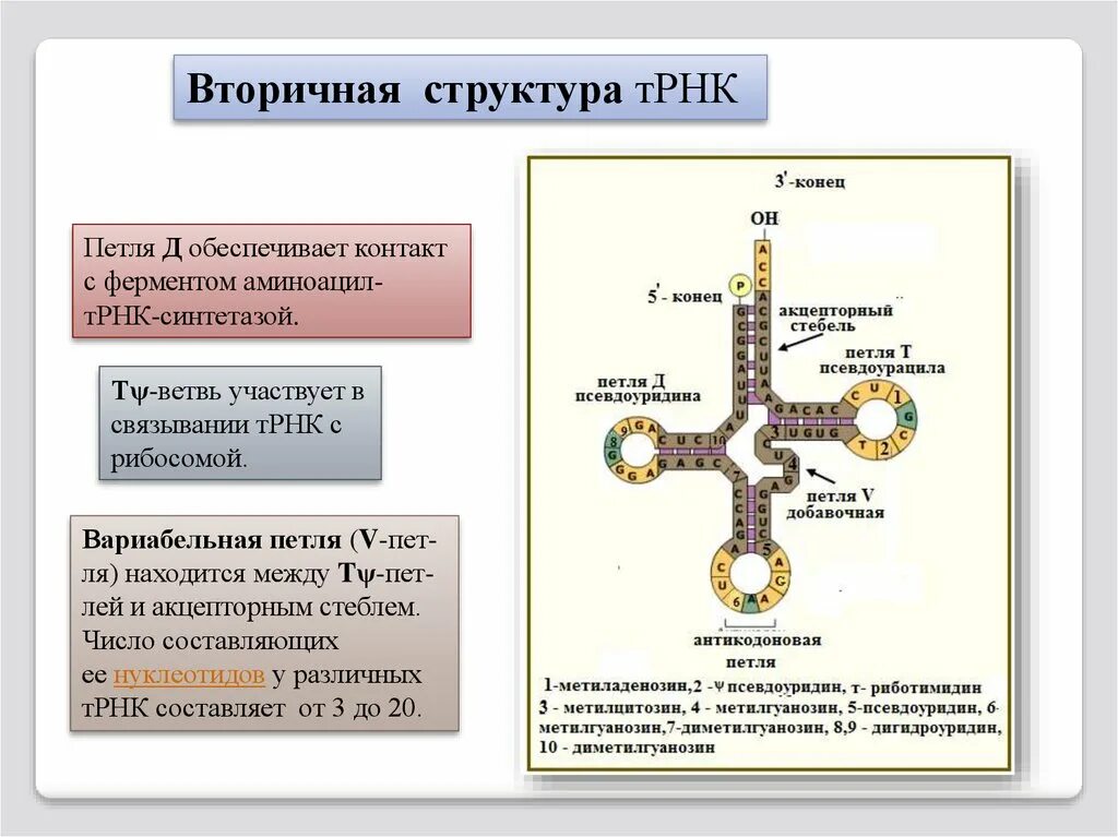 Акцепторный стебель ТРНК функции. Акцепторная ветвь ТРНК. Строение транспортной РНК. Структура ТРНК.