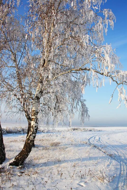 Зимний лес. Белая берёза под моим окном. Клен остролистный зима. Как выглядит зимние. Пермь зимой.