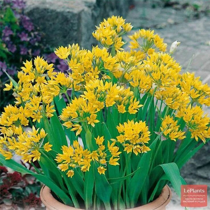 Аллиум Моли (Allium moly) купить луковицы в Москве по низкой цене, доставка почт