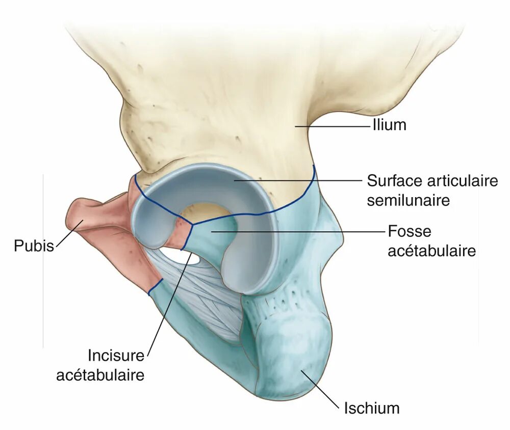 Anatomie d une chute