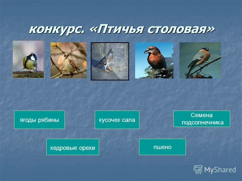 обыкновенный скворец птенцы. птички весною. весной птицам спать долго некогда. птица спит. птицы города сураж.